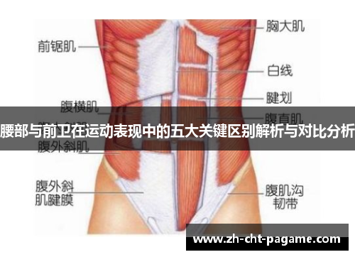 腰部与前卫在运动表现中的五大关键区别解析与对比分析 腰部与前卫在运动表现中的五大关键区别解析与对比分析